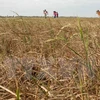 Mekong Delta farmers grapple with worst saline intrusion