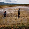 Proper irrigation helps Mekong Delta cope with water crisis 
