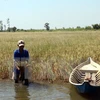 Tien Giang: Over 110,000 ha of crops threatened by saltwater intrusion