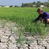 Drought takes heavy toll on crops in central, Central Highlands region