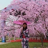 Cherry blossom events come to Vietnam