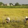 Over 3.76 million ha of land suggested be zoned for rice farming