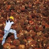 Malaysia: El Nino drags down palm oil output