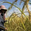 Cambodia: Rice yields drop slightly due to drought