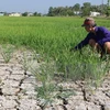 Adaptation to saltwater intrusion critical to Mekong Delta