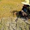 Gia Lai: 14,000 drought-hit households face food shortage