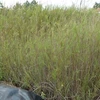 Hospital cleans water with reeds