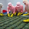 Prawn export sees increase in first quarter