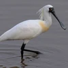 First black-faced spoonbill found in Tri An Lake