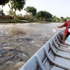 Tra fish production shifts towards sustainable supply chain