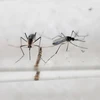 Phu Yen launches public campaign against dengue, Zika virus