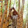 Cambodia’s giant sugar mill inaugurated 