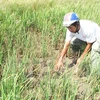 Drought causes loss of 4 million USD in Khanh Hoa