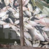 Ha Tinh to support farmers affected by mass fish deaths