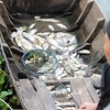 More efforts put in search of cause of mass fish death