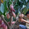 Vietnam to increase cacao area to 50,000 hectares by 2020
