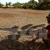 Ca Mau supports farmers in drought-hit areas