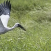 Endangered Asian openbill storks spotted in Lao Cai