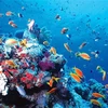 Marine biodiversity conservation needs master plan 