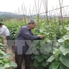 Lam Dong serves up hi-tech agricultural model 