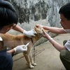 Localities asked to take measure to prevent rabies