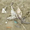 Marine pollution at alarming rate off Vietnam’s coast
