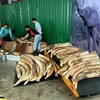 Singapore destroys tusks worth 9 million USD
