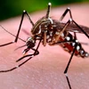 Localities warned to be vigilant against dengue fever in rainy season