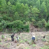Dak Lak works to reclaim illegally occupied forest land