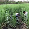 Yields of sugarcane declines in 2015-16 season