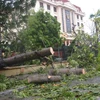 Trees uprooted by typhoon Mirinae