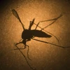 Health ministry on alert after third Zika infection confirmed