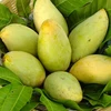 US to open door for Vietnamese mangoes
