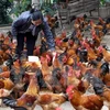 Poland exporters eye Vietnam poultry market 