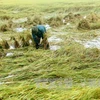 Two dead, five missing in landslide in Nghe An