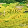 Cultural week of Mu Cang Chai terraced field opens