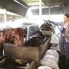 HCM City dairy farmers encouraged to breed oxen 