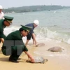 Tay Ninh seizes 66 turtles smuggled from Cambodia