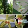 New flora species discovered in Khanh Hoa natural reserve