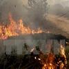  Indonesia announces 240 names responsible for forest fires 