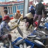 Vietnam targets over 1.2 mln tonnes of fish in Oct-Mar season 