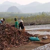 Vietnam’s ethanol industry faces crisis