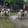 Oxen race at Khmer Dolta festival in An Giang