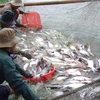  Vietnam holds potential for seafood 