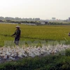 A/H5N6 avian flu virus found in Nam Dinh 