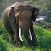 Thai amazing elephant shows to kick off next month 