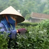 Tea festival attracts international participants