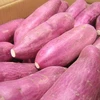 Singapore: Sweet potatoes grown in Vietnam are safe 