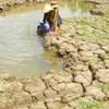 Saltwater continues threatening Mekong Delta 