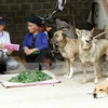 Vietnam responses to animal health and zoonoses 